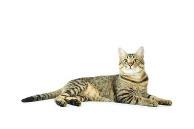 Güzel çizgili kedi