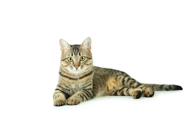 Красивая полосатая кошка — стоковое фото