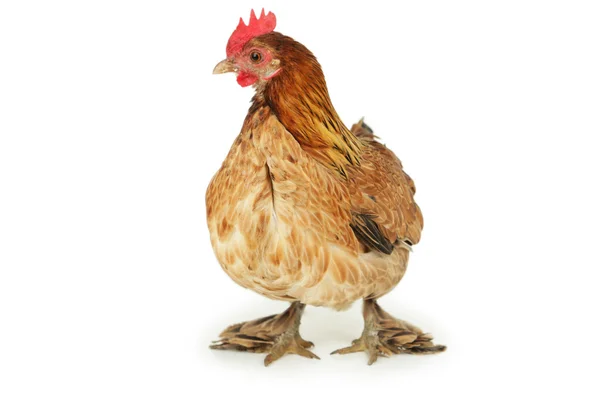 Bella gallina marrone — Foto Stock