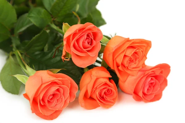 Krásné rudé růže — Stock fotografie