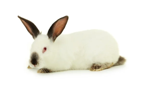 Bardzo ładny mały biały królik — Zdjęcie stockowe
