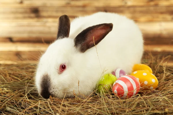 Vit kanin i hö med målade ägg — Stockfoto