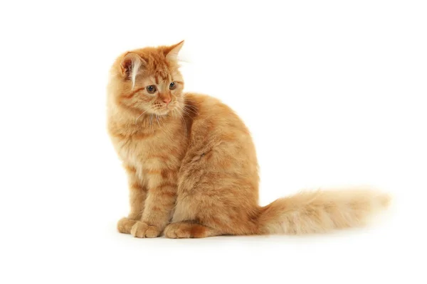 Рыжий длинноволосый котёнок — стоковое фото