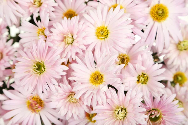 Lilac chrysanthemums background — Stock Photo, Image