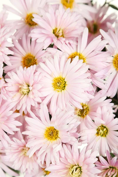 Lila krysantemum bakgrund — Stockfoto