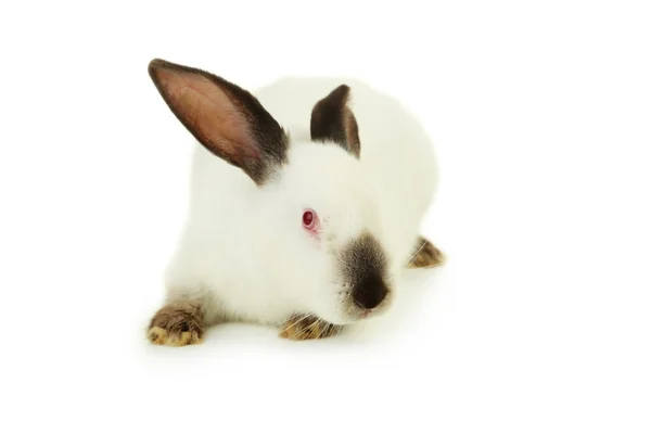 孤立的白兔子 — 图库照片