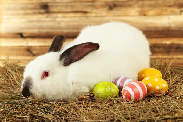 White rabbit in hay with painted eggs — Stock Photo, Image