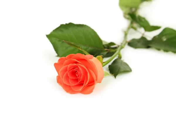 Krásná růže, samostatný — Stock fotografie