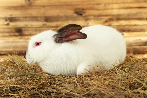 White rabbit in hay — Stock Photo, Image