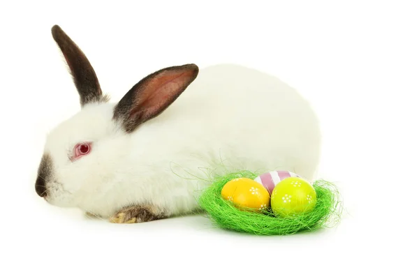 Белый кролик с гнездом и яйцами — стоковое фото
