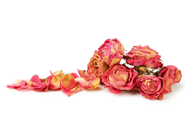 Kurutulmuş sarı-pembe güller — Stok fotoğraf
