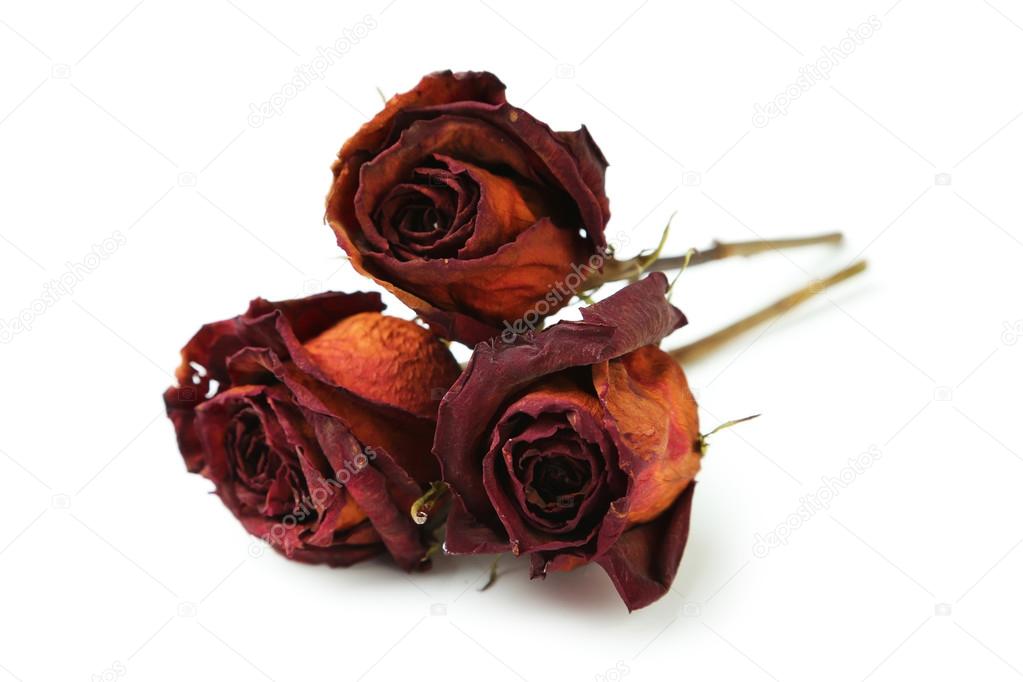 Dried roses isolated