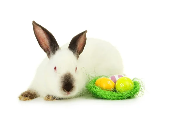 Белый кролик с гнездом и яйцами — стоковое фото