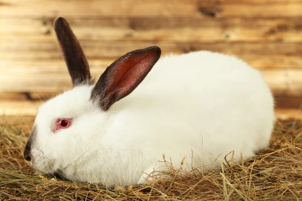 White rabbit in hay — Stock Photo, Image