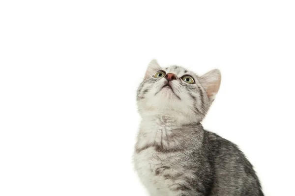 Schöne Katze schaut auf — Stockfoto