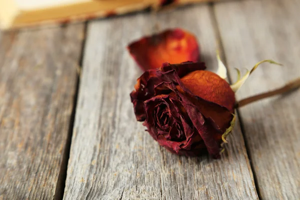 Dried red rose — Stock Photo, Image