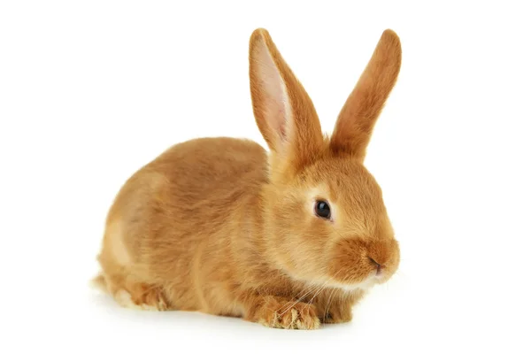 Красный кролик — стоковое фото