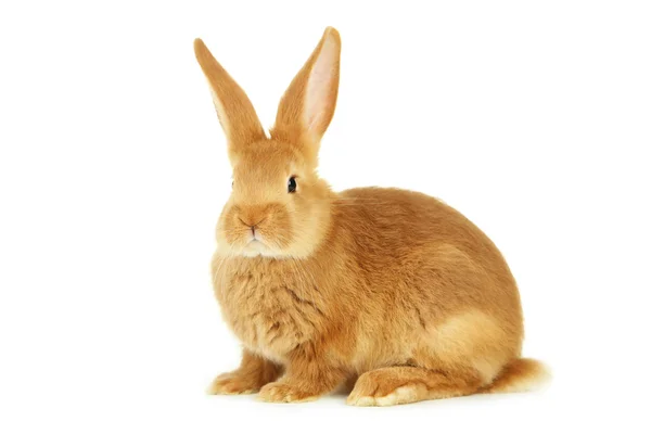 Young red rabbit — Stock Photo, Image