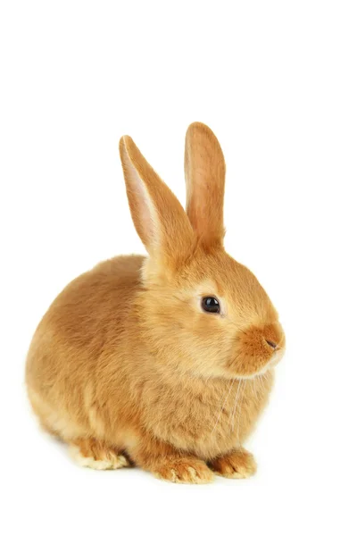 Young red rabbit — Stock Photo, Image