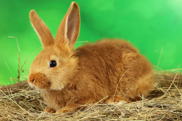 Young red rabbit in hay — Stock Photo, Image