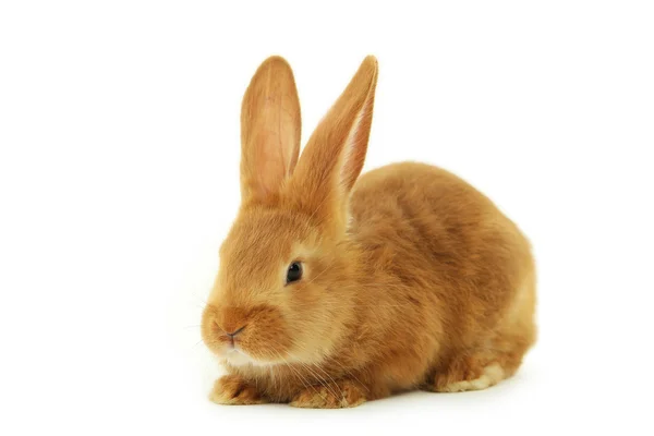 Young red rabbit — Stock Photo, Image