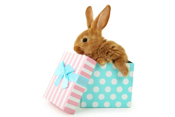 Red rabbit in gift box — Stock Photo, Image