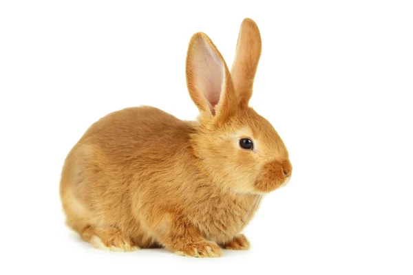 Young red rabbit — Stock Photo, Image