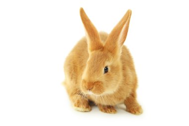 Genç kırmızı tavşan