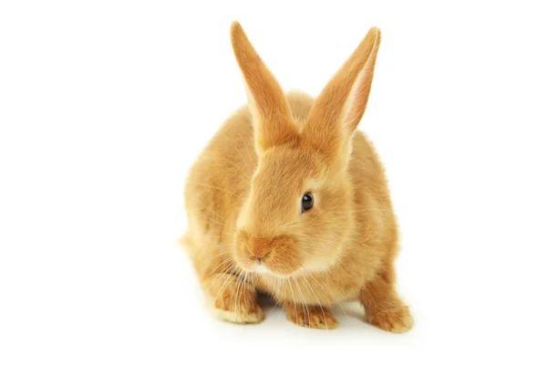 Young red rabbit — Stock Photo, Image