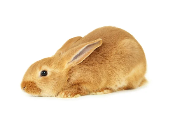 Young red rabbit — Stock Photo, Image