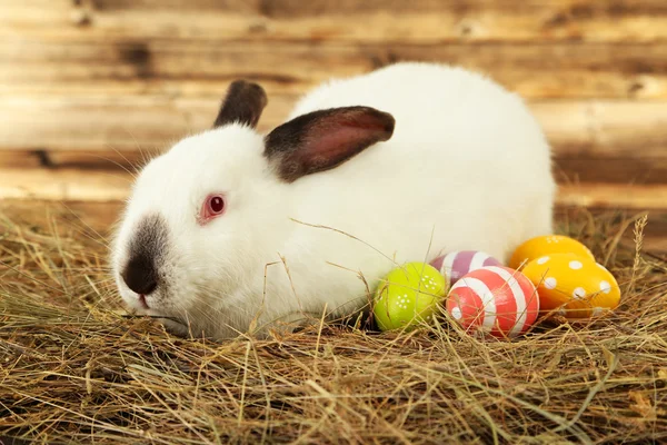 Vit kanin i hö med målade ägg — Stockfoto