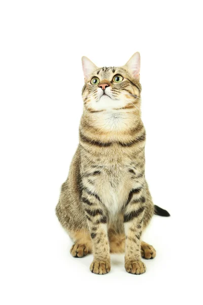 Beautiful cute cat — Stock Photo, Image