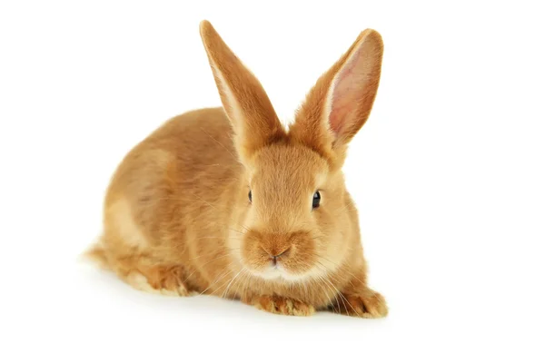 Young red rabbit — Stock Photo, Image