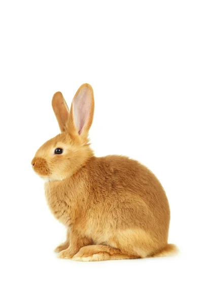 Young red rabbit — Stock Photo, Image