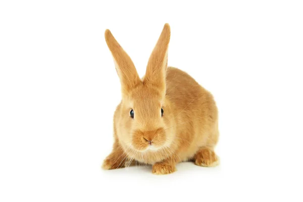 Young red rabbit — Stock Photo, Image