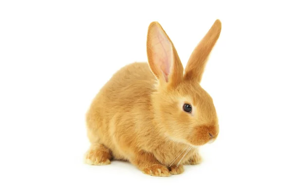 Young red rabbit — Stock Photo, Image