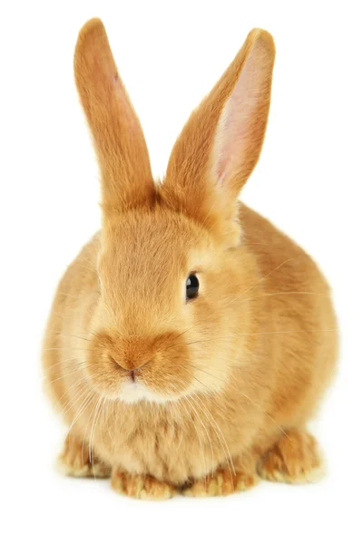 Młody czerwony królik — Zdjęcie stockowe