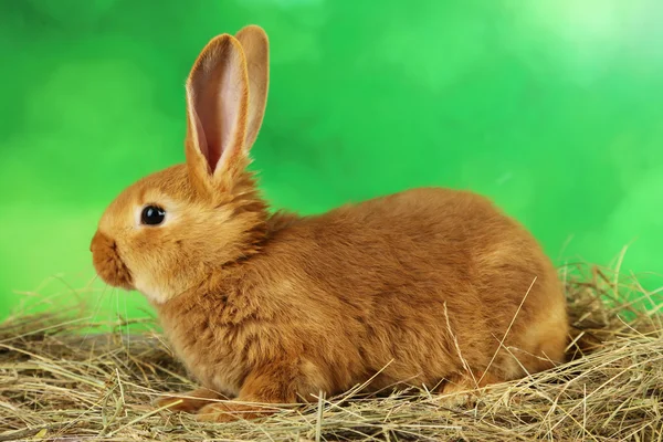 Junge rote Kaninchen im Heu — Stockfoto