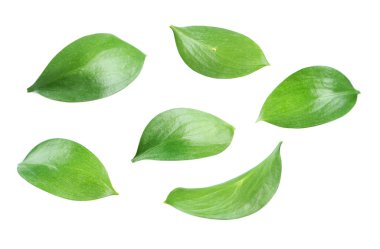 Beautiful green leaves clipart