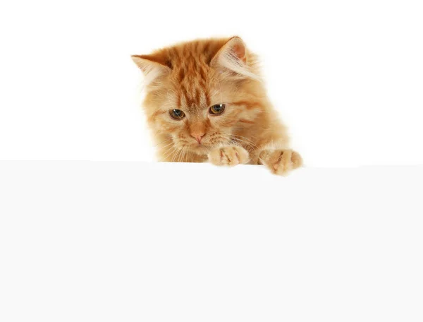 Kitten op witte banner — Stockfoto