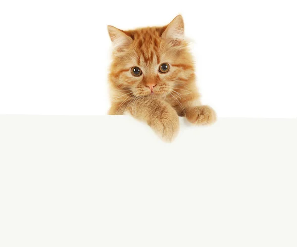 Kitten on white banner — Stock Photo, Image