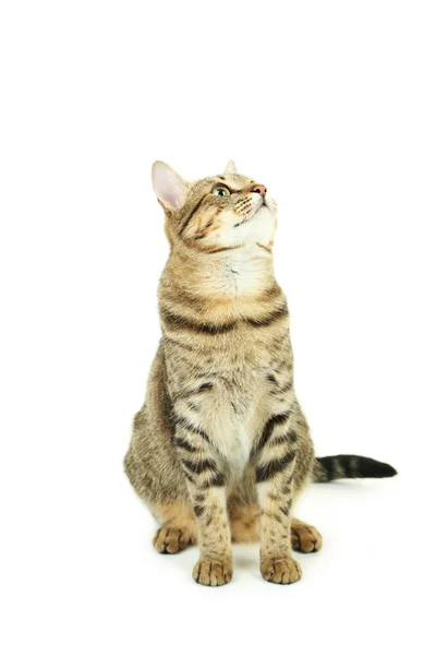 สวยน่ารักแมว — ภาพถ่ายสต็อก