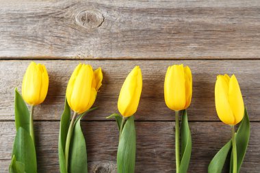 güzel Sarı laleler