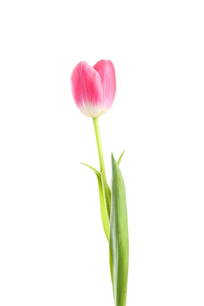 Belle tulipe rose ronde — Photo