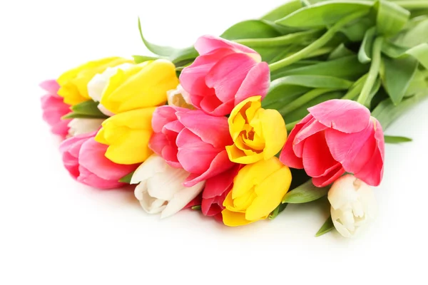 Schöne bunte Tulpen — Stockfoto