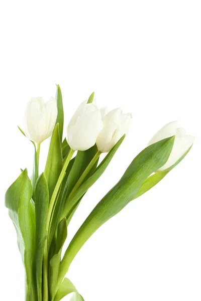 Vackra vita tulpaner Stockbild