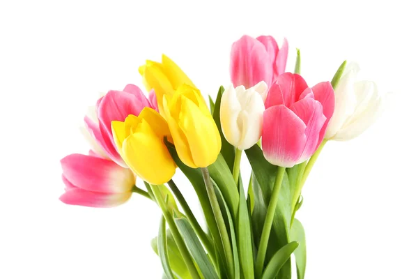 Beautiful colorful  tulips Stock Photo