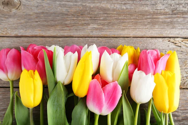 Beautiful colorful  tulips — Stock Photo, Image