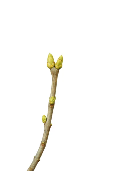 Branche d'arbre avec bourgeons — Photo