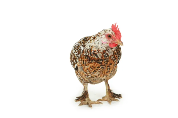 Hen  on white background — Stock Photo, Image